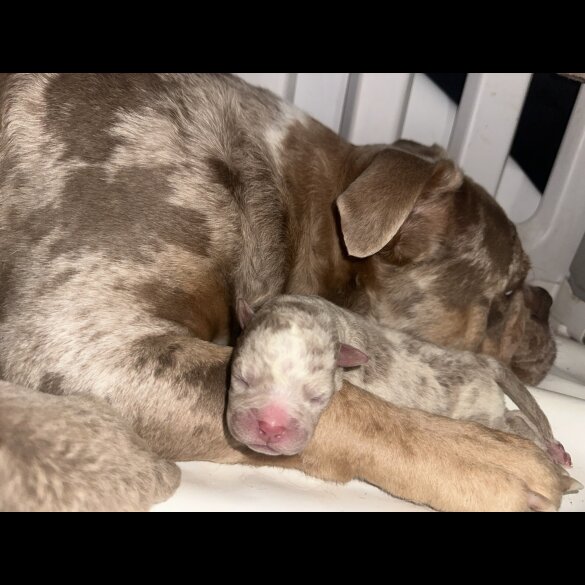 Dorset Olde Tyme Bulldogge - Both