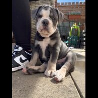 English Bulldog - Both