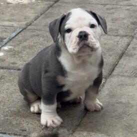 English Bulldog - Both