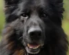 German Shepherd (Alsatian)