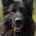 German Shepherd (Alsatian)