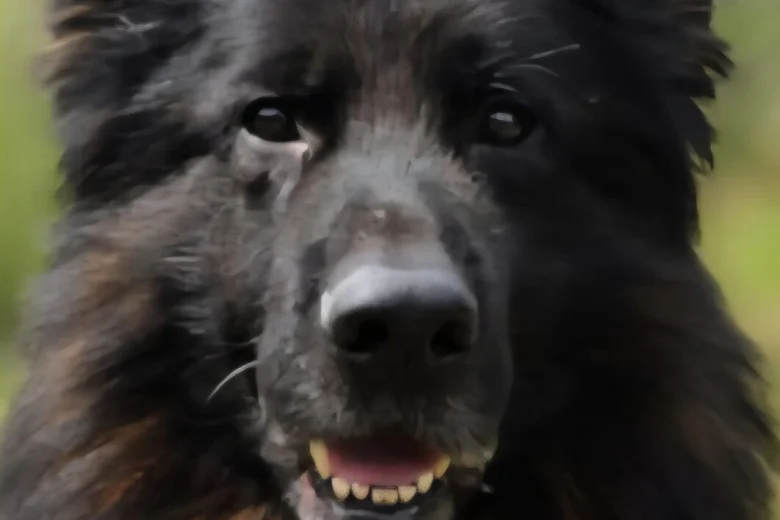 German Shepherd (Alsatian)