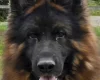 German Shepherd (Alsatian)