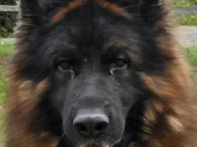 German Shepherd (Alsatian)