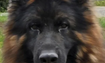 German Shepherd (Alsatian)