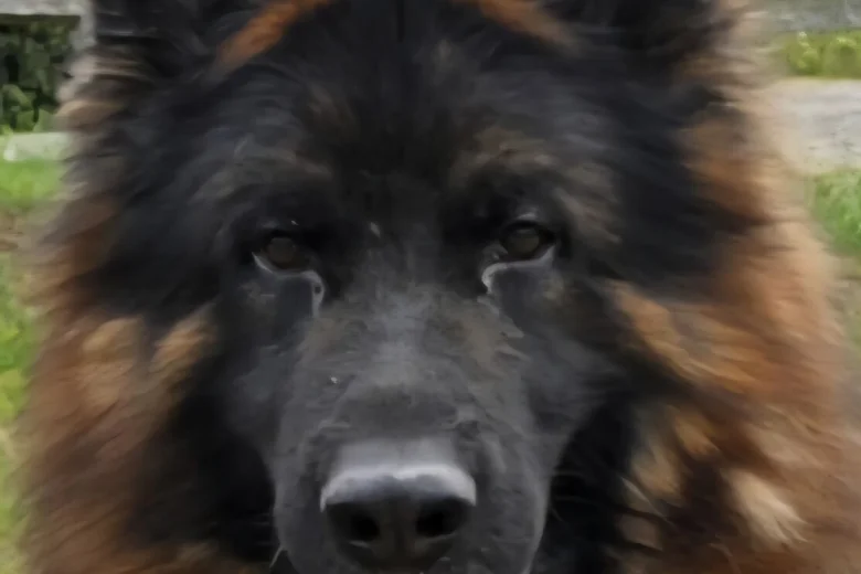 German Shepherd (Alsatian)