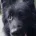 German Shepherd (Alsatian)
