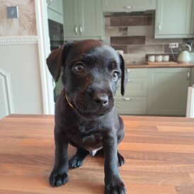 Patterdale Terrier - Dogs