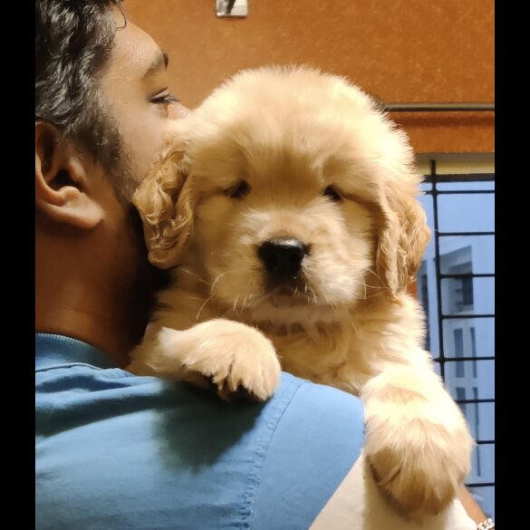 Golden Retriever