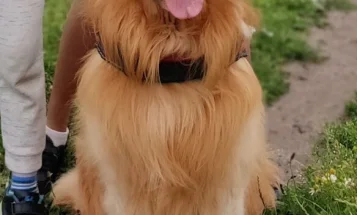 Golden Retriever