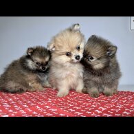 Pomeranian - Dogs