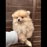 Pomeranian - Dogs