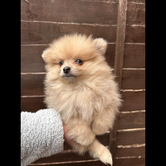Pomeranian - Dogs