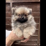 Pomeranian - Dogs