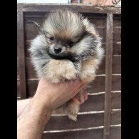 Pomeranian - Dogs