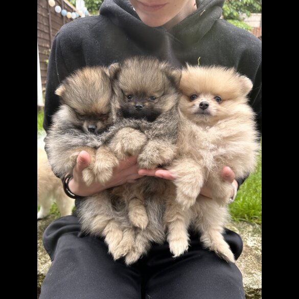 Pomeranian - Dogs