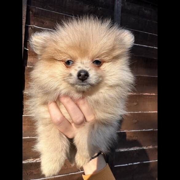 Pomeranian - Dogs
