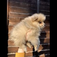 Pomeranian - Dogs