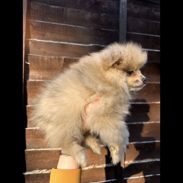 Pomeranian - Dogs