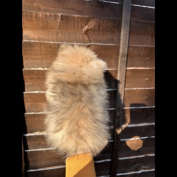 Pomeranian - Dogs