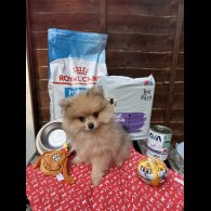 Pomeranian - Dogs