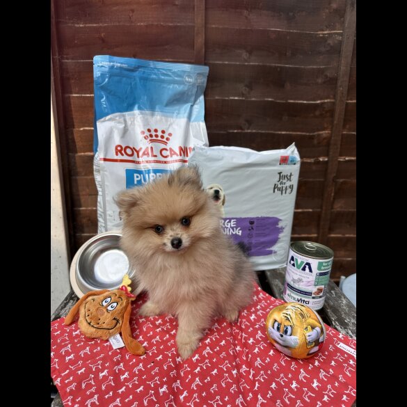 Pomeranian - Dogs