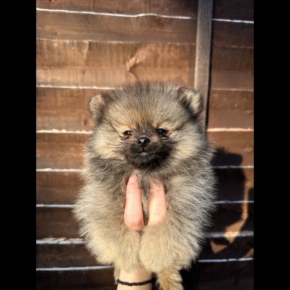 Pomeranian - Dogs