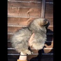 Pomeranian - Dogs