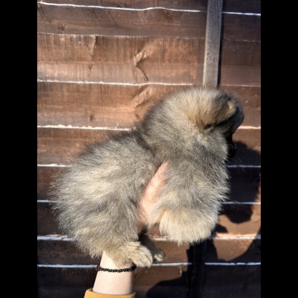 Pomeranian - Dogs