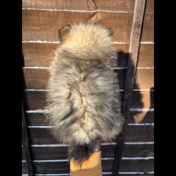 Pomeranian - Dogs