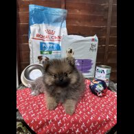 Pomeranian - Dogs