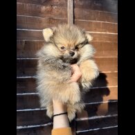 Pomeranian - Dogs
