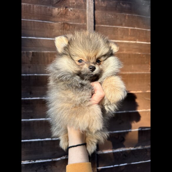 Pomeranian - Dogs