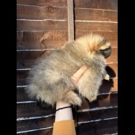 Pomeranian - Dogs