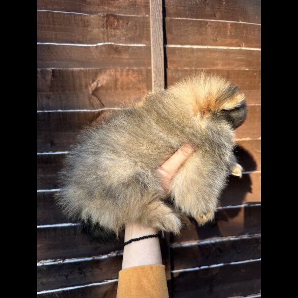 Pomeranian - Dogs
