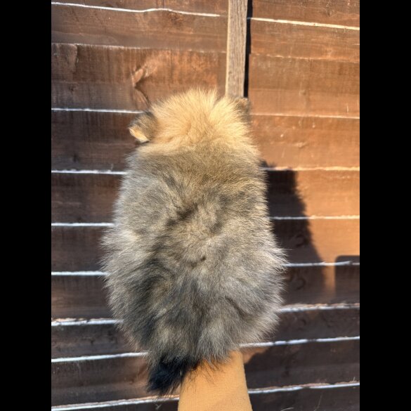 Pomeranian - Dogs