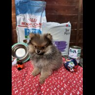 Pomeranian - Dogs