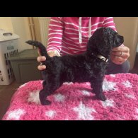 Poodle - Dogs