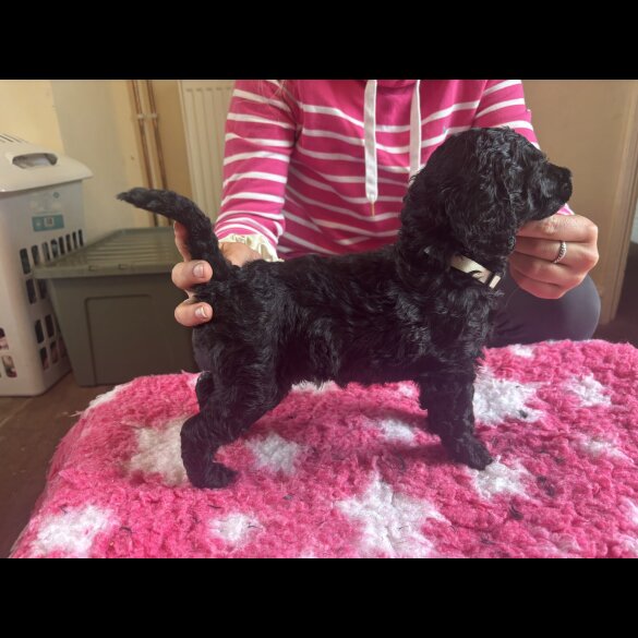 Poodle - Dogs