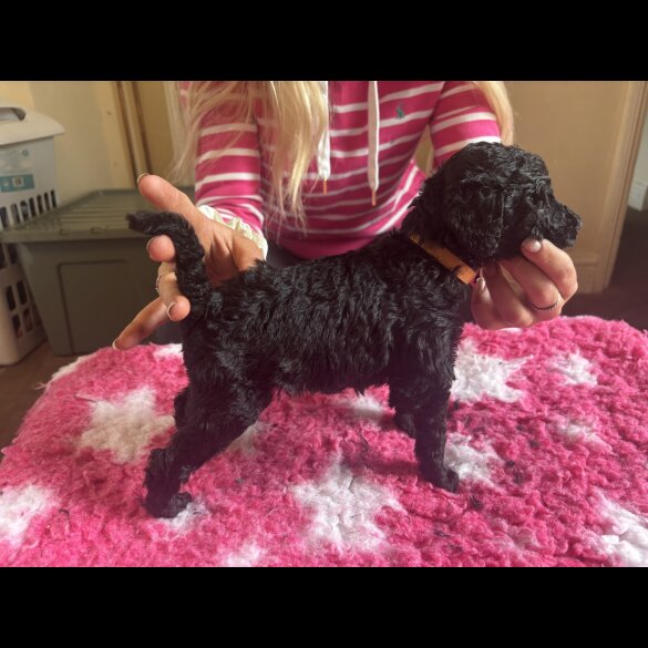 Poodle - Dogs