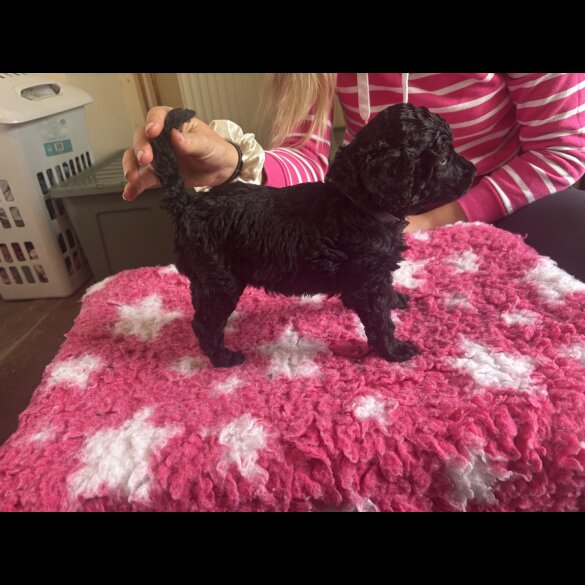 Poodle - Dogs