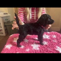 Poodle - Dogs