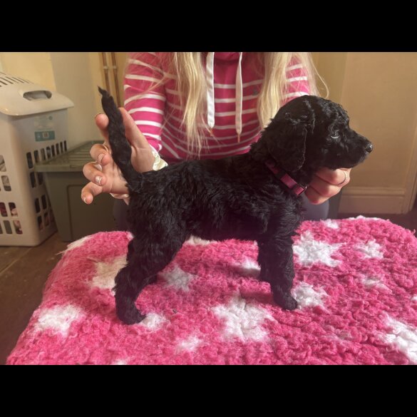 Poodle - Dogs