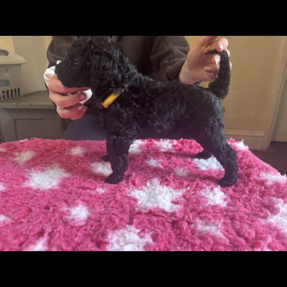 Poodle - Dogs