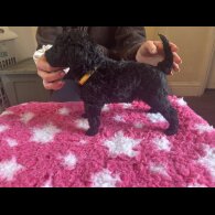 Poodle - Dogs
