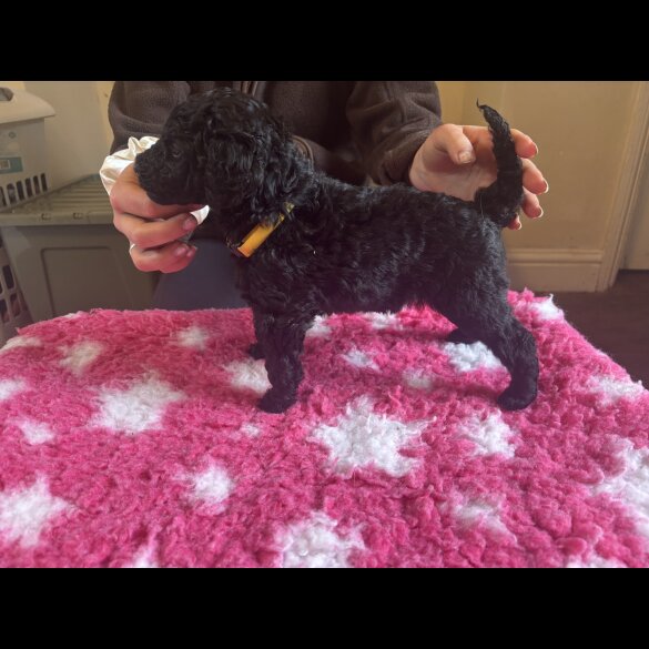 Poodle - Dogs