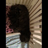 Skye Terrier - Both