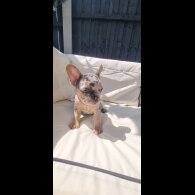 French Bulldog - Both