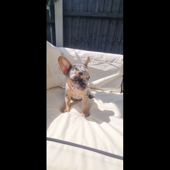 French Bulldog - Both