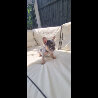 French Bulldog - Both